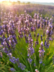 Lavender flower close up in a field against a sunset background.