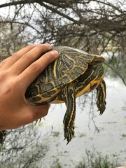 Big turtle in the pond.