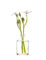 Grass lily (nap-at-noon,  or eleven-o'clock lady) in a glass vessel on a white background