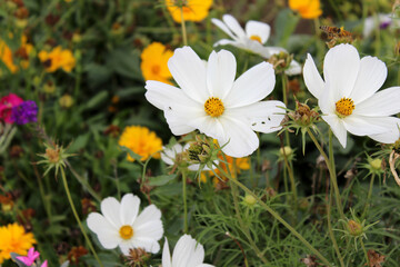 White and Yellow Daisies Flowers in a Garden.