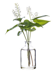 Two-leaved Solomon's seal in a glass vessel on a white background