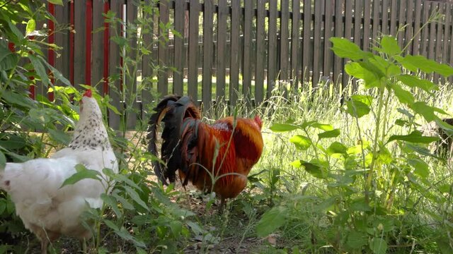 Scandinavian colorful cock and hen ( Svensk tupp och h&ouml;na ) grazing in the park of mariebergsskogen  Karlstad Sweden . (svensk djur) .