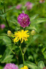 Detail of Wildflowers in the summer Nature