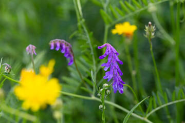 Detail of Wildflowers in the summer Nature