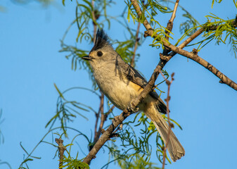 Black-crested Titmouse