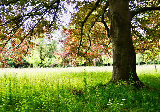 Autumn Tree In Grassy Field In Wurlitzer Park Germany