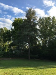 trees in the park