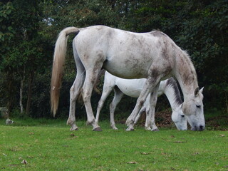 Obraz na płótnie Canvas horse and foal in field
