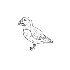 Vector hand drawn doodle sketch puffin bird isolated on white background