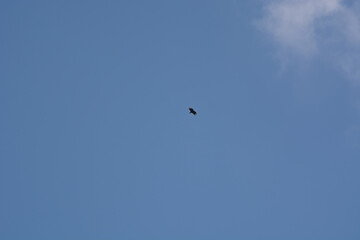 silhouette of distant bird in flight