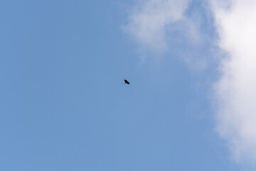 silhouette of distant bird in flight