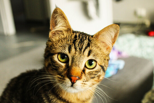 Un petit chat sur un canap&eacute;
