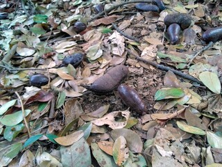 jatoba pods among the leaves in the park