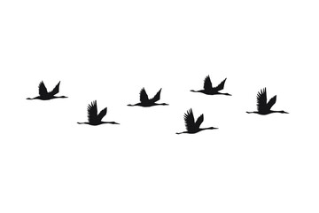 Vector black hand drawn flying cranes birds silhouette flock isolated on white background