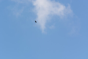 silhouette of distant bird in flight