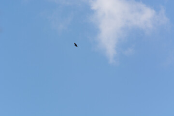 silhouette of distant bird in flight