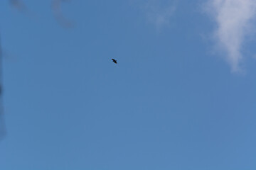 silhouette of distant bird in flight