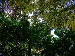 sun shining through trees