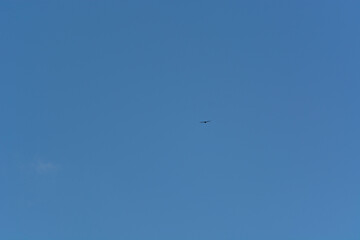 silhouette of distant bird in flight