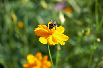 Hummel