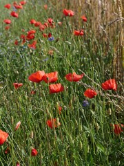 Getreidefeld mit Mohn