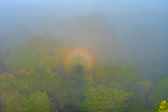 Circular Rainbow in the Rainforest Mist in Early Morning