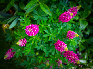 Lupini red (Lupinus polyphyllus)