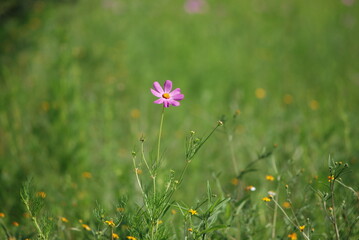 flowers in the meadow