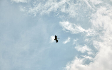 Storch