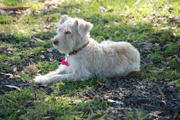 jack russell terrier playing in the park
