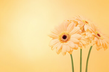 Summer/autumn blossoming gerbera flowers orange background, bright fall floral card, selective...