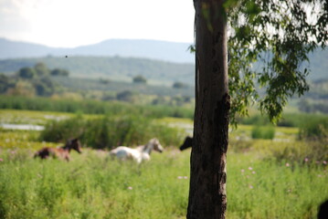 landscape with a tree