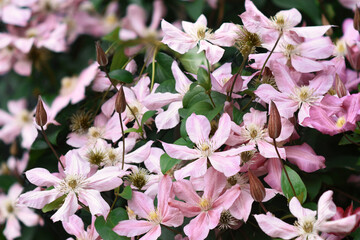 Summer blossoming delicate clematis, flowers blooming in botanical garden, selective focus, toned	