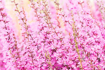 Summer blossoming delicate purple loosestrife flowers, garden blooming pink festive background, selective focus, shallow DOF, toned	