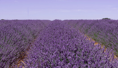 Fototapeta na wymiar Lavender flower fields in Brihuega