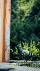 Obraz premium bird on a branch