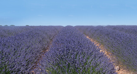 Lavender flower fields in Brihuega