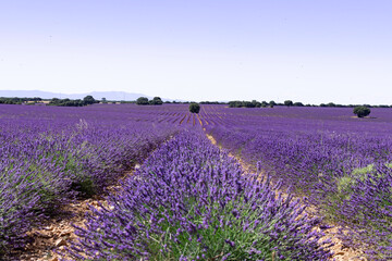 Fototapeta na wymiar Lavender flower fields in Brihuega