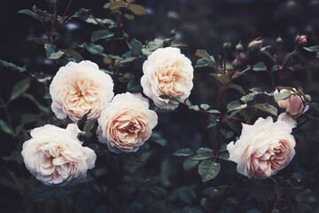 Summer blossoming delicate roses in garden, rose blooming flowers shrub, pastel and soft bouquet floral card, selective focus, shallow DOF, toned	