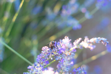 Bees on Lavender flower fields in Brihuega