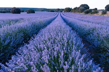 Lavender flower fields in Brihuega