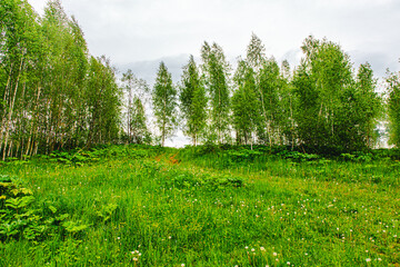 Traditional Russian landscape, trees growing on a green field.