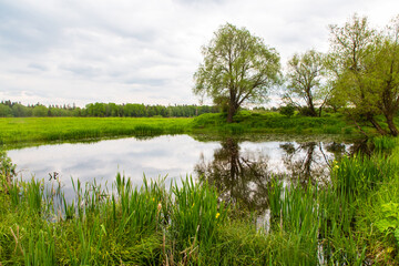 Trees grow on the Bank of a small pond in a field