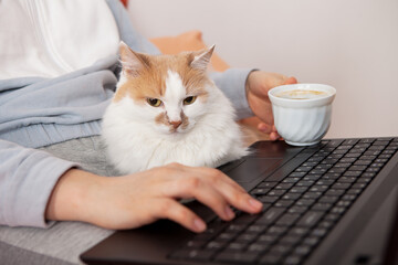 online training and work from home. A woman sits on a bed with a laptop and a cat in home clothes and drinks coffee.