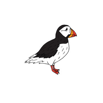 recommend clip art: Vector hand drawn doodle sketch colored puffin bird isolated on white background