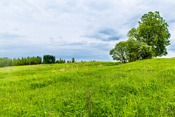 Traditional Russian landscape, trees growing on a green field.
