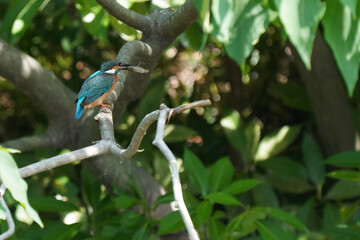 kingfisher caught a shrimp