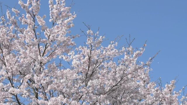 由布院の桜