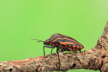 red bug on a stick