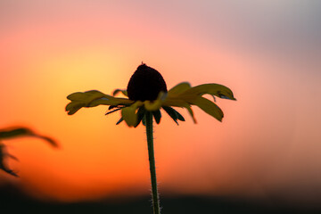 cone flower photographed at sunset